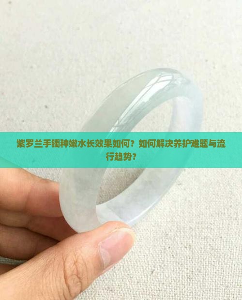 紫罗兰手镯种嫩水长效果如何？如何解决养护难题与流行趋势？