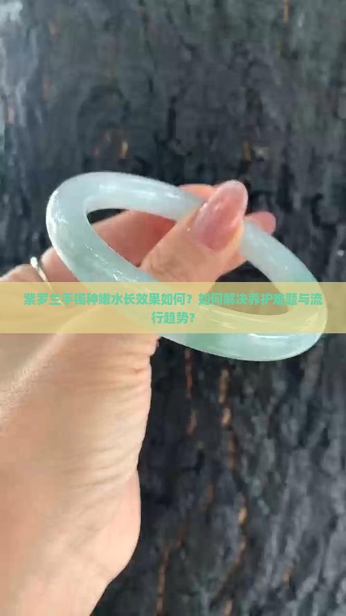 紫罗兰手镯种嫩水长效果如何？如何解决养护难题与流行趋势？