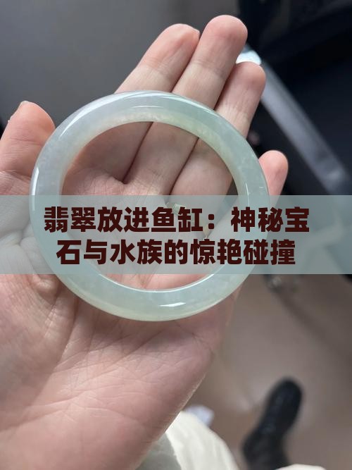 翡翠放进鱼缸