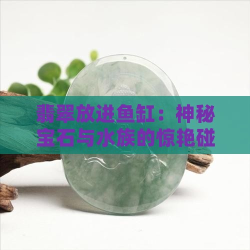 翡翠放进鱼缸
