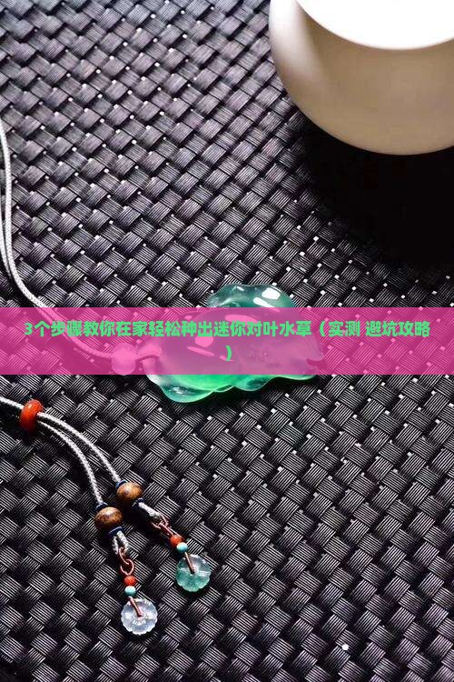 有水种植迷你对叶水草