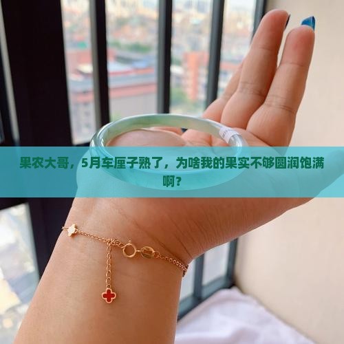 果农大哥，5月车厘子熟了，为啥我的果实不够圆润饱满啊？