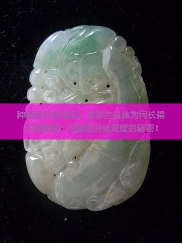 种植爱好者疑问：紫罗兰晶体为何长得不够精致？揭秘提升美观度的秘密！