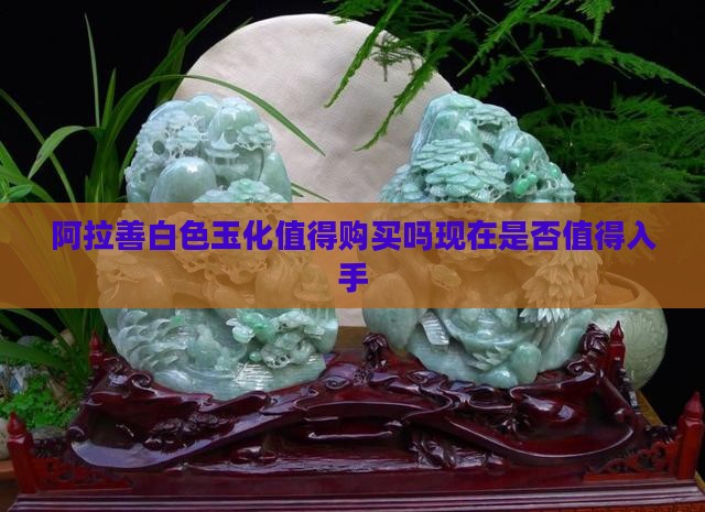 阿拉善白色玉化值得购买吗现在是否值得入手