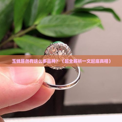 玉蝉有多少品种
