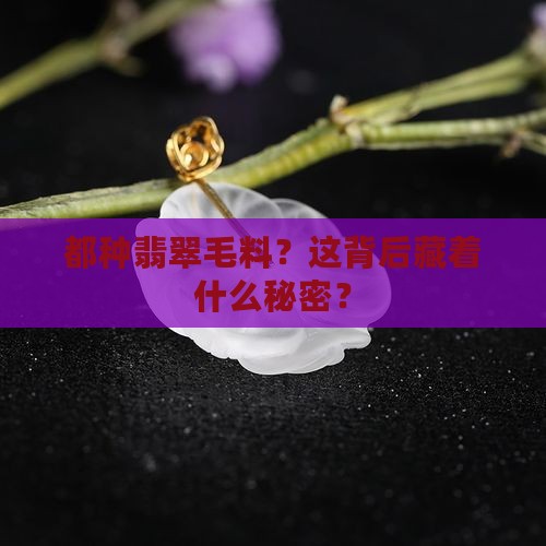 都种翡翠毛料？这背后藏着什么秘密？
