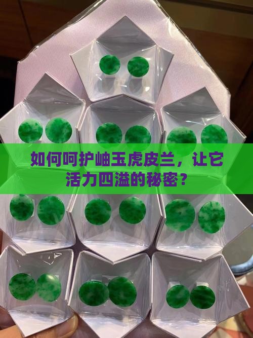 如何呵护岫玉虎皮兰，让它活力四溢的秘密？