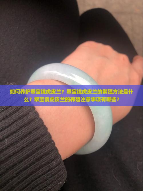 如何养护翠宝镜虎皮兰？翠宝镜虎皮兰的繁殖方法是什么？翠宝镜虎皮兰的养殖注意事项有哪些？