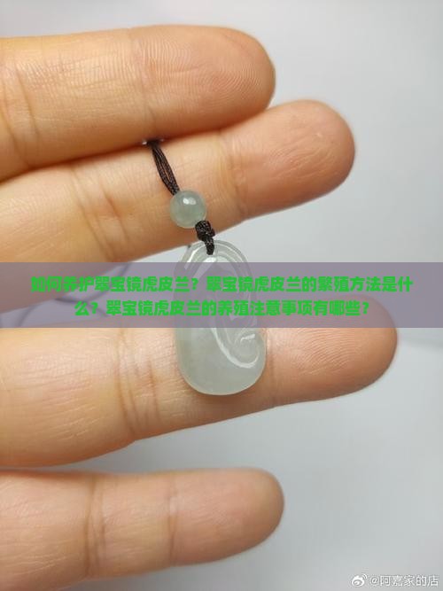 如何养护翠宝镜虎皮兰？翠宝镜虎皮兰的繁殖方法是什么？翠宝镜虎皮兰的养殖注意事项有哪些？
