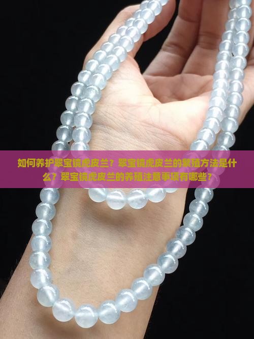如何养护翠宝镜虎皮兰？翠宝镜虎皮兰的繁殖方法是什么？翠宝镜虎皮兰的养殖注意事项有哪些？