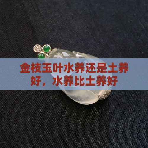 金枝玉叶水养还是土养好
