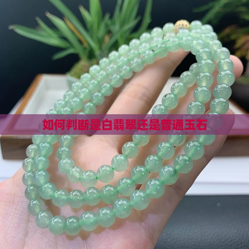 怎么判断是白翡翠还是玉