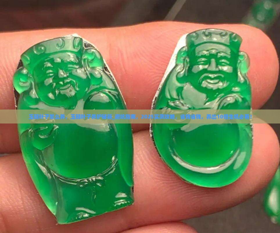 玉髓叶子怎么养