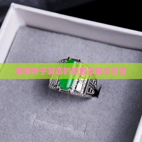 冰白翡翠叶子发黄怎么办