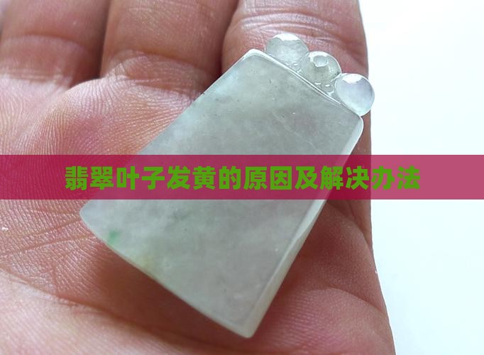 冰白翡翠叶子发黄怎么办