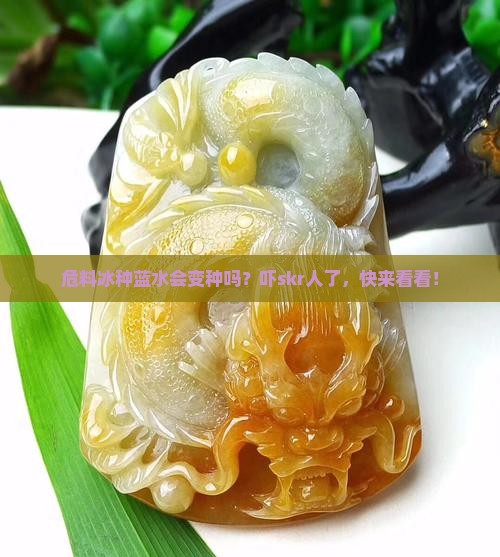 危料冰种蓝水会变种吗