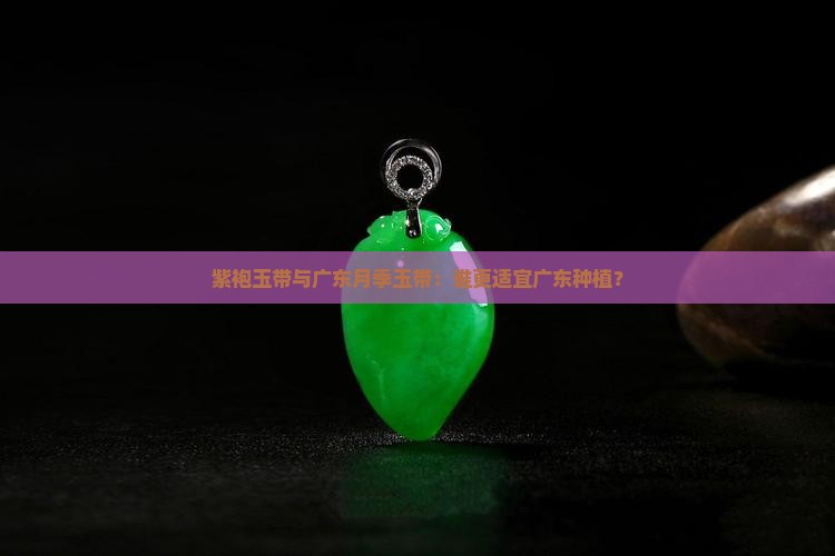 紫袍玉带适合广东吗