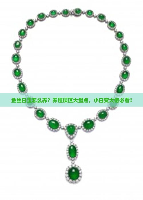 金丝白玉怎么养