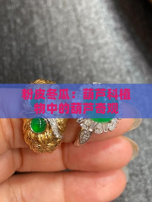 粉皮翡翠冬瓜