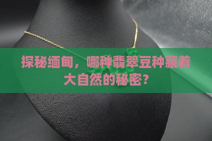 缅甸翡翠豆种