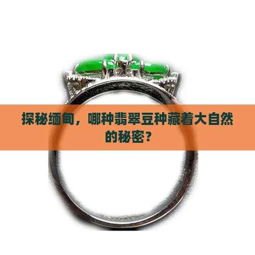 缅甸翡翠豆种