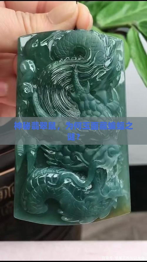 翡翠玉蝙蝠鼠