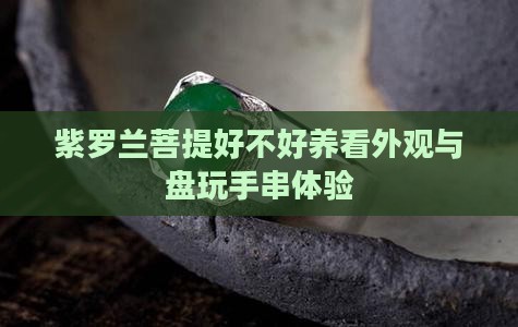 紫罗兰菩提好不好养看外观与盘玩手串体验