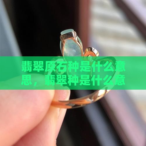 翡翠原石种是什么意思