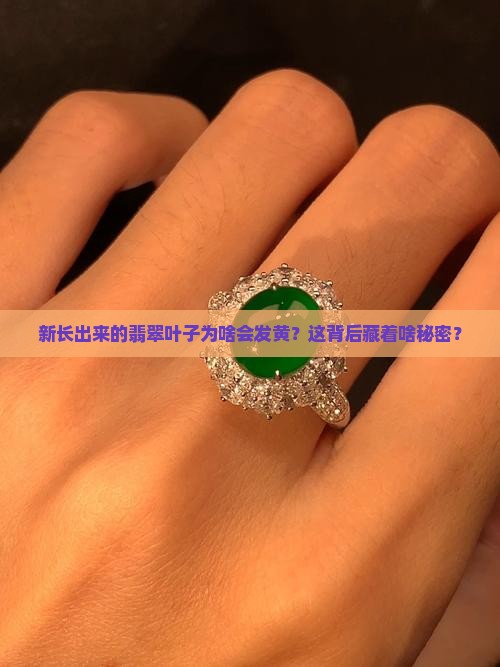 为什么翡翠新发的叶子变黄 为什么翡翠新发的叶子变黄