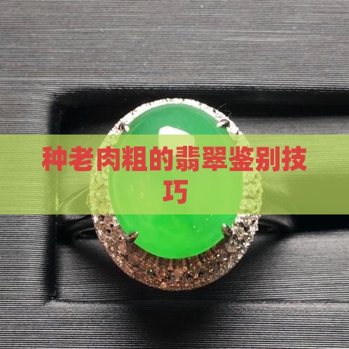 翡翠种老肉粗