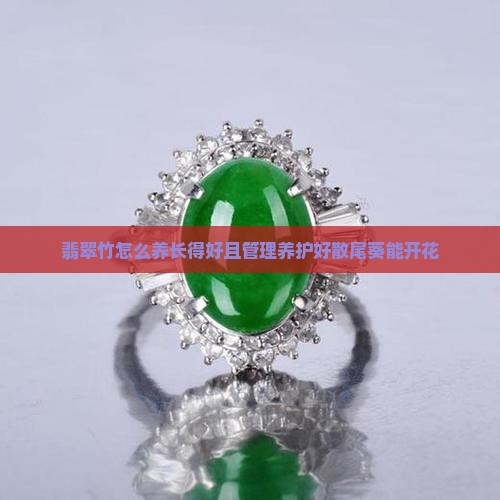 翡翠竹怎么养
