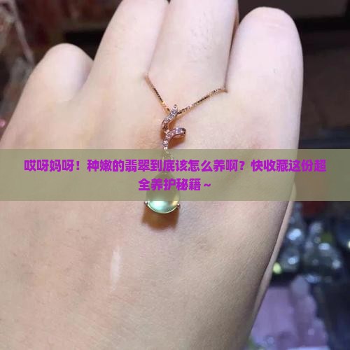 种嫩的翡翠怎么养