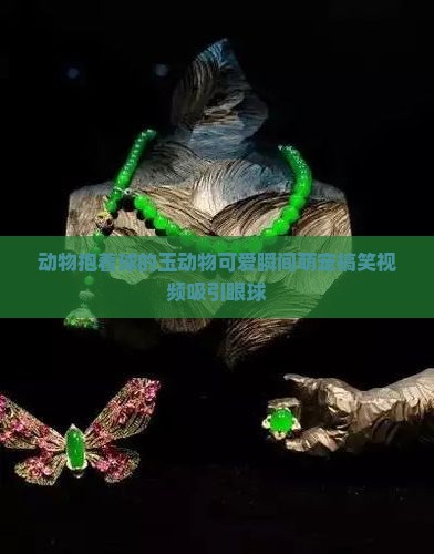 动物抱着球的玉