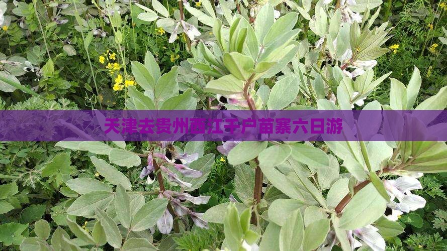 天津去贵州西江千户苗寨六日游