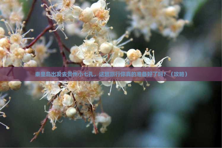 秦皇岛去贵州小七孔旅行社