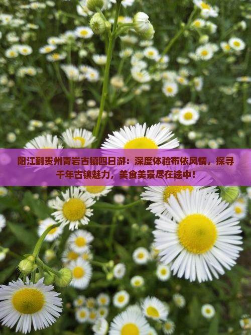 阳江到贵州青岩古镇四日游
