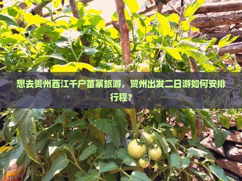 想去贵州西江千户苗寨旅游，贺州出发二日游如何安排行程？