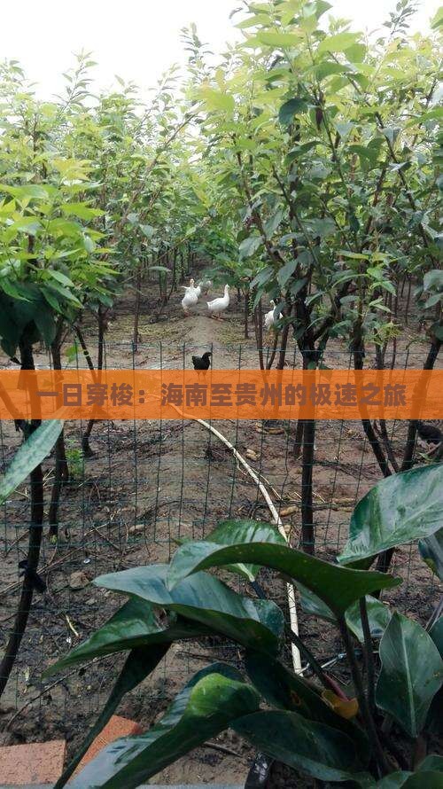 一日穿梭：海南至贵州的极速之旅