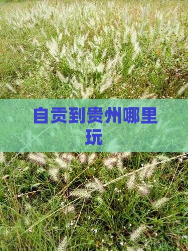 自贡到贵州哪里玩