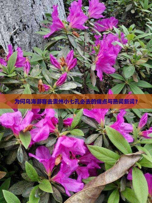 为何乌海游客去贵州小七孔必去的痛点与热词新词？