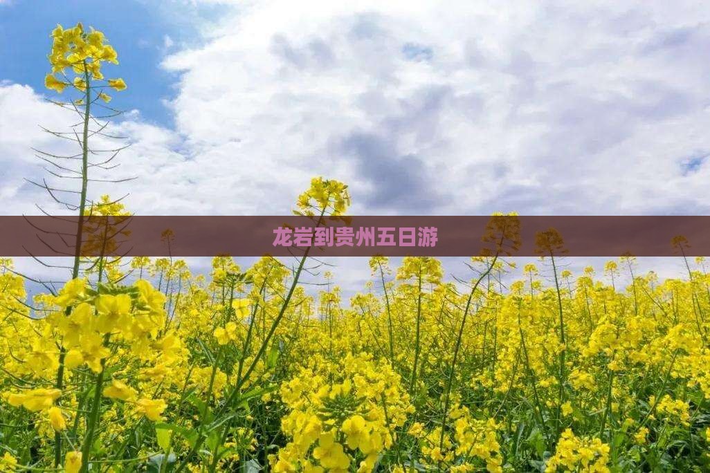 龙岩到贵州五日游