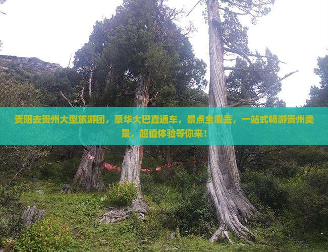 贵阳去贵州大型旅游团