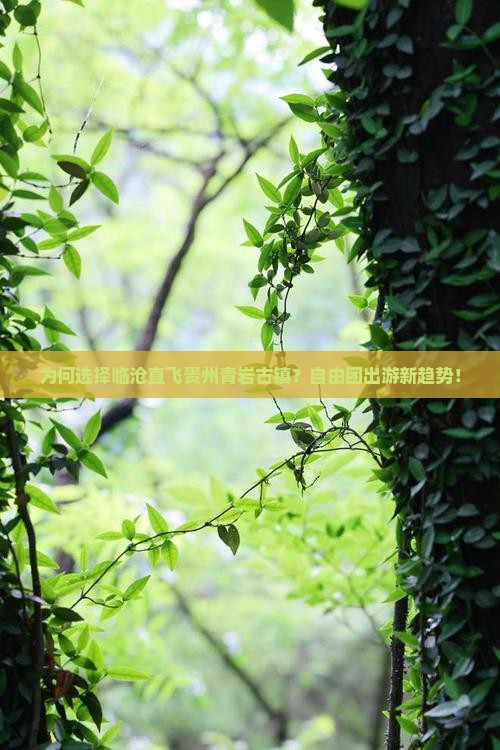 为何选择临沧直飞贵州青岩古镇？自由团出游新趋势！