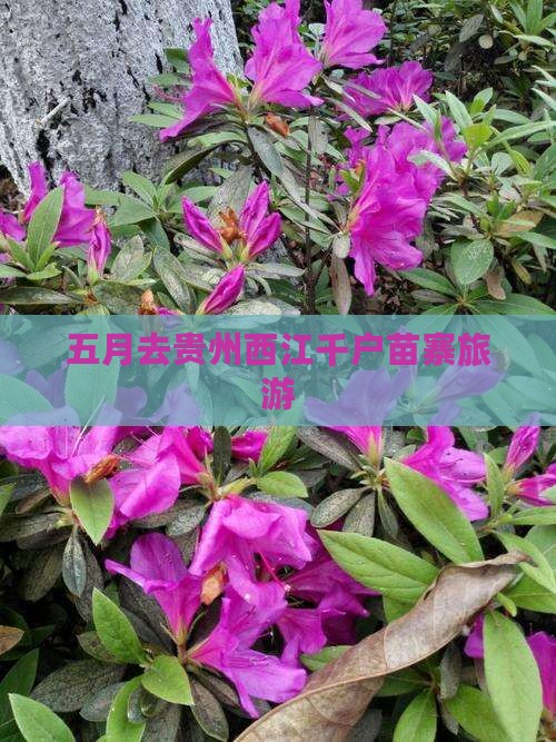 五月去贵州西江千户苗寨旅游