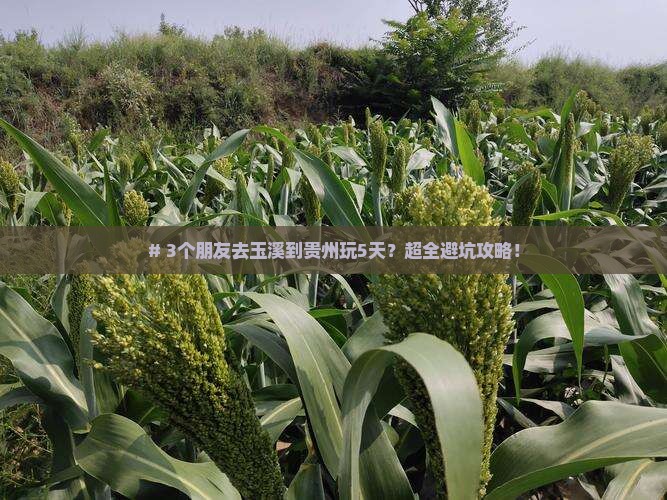 # 3个朋友去玉溪到贵州玩5天？超全避坑攻略！