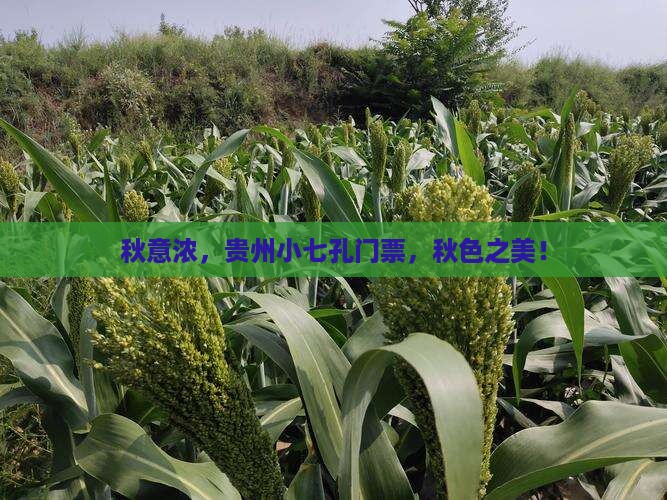 秋意浓，贵州小七孔门票，秋色之美！