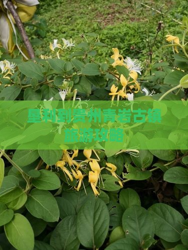 垦利到贵州青岩古镇攻略