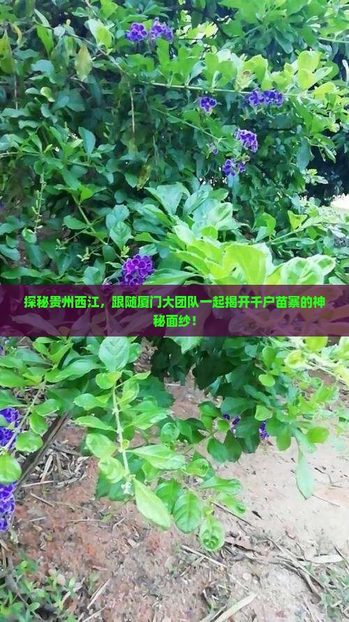 探秘贵州西江，跟随厦门大团队一起揭开千户苗寨的神秘面纱！