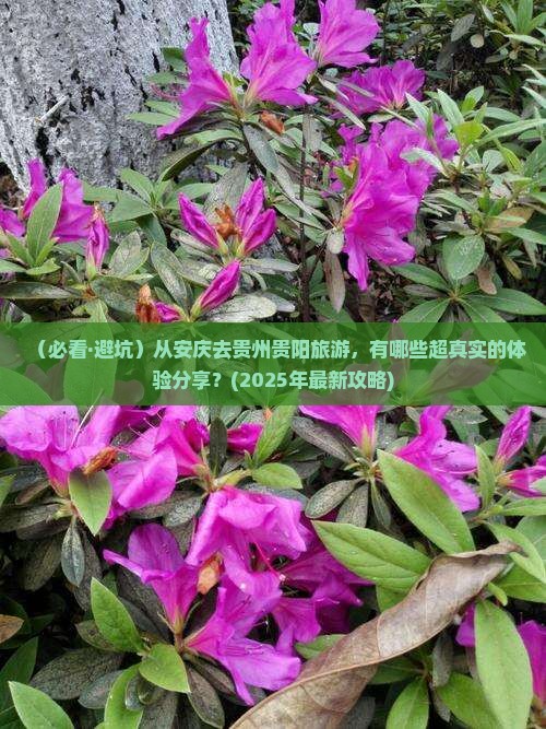 安庆去贵州贵阳旅游