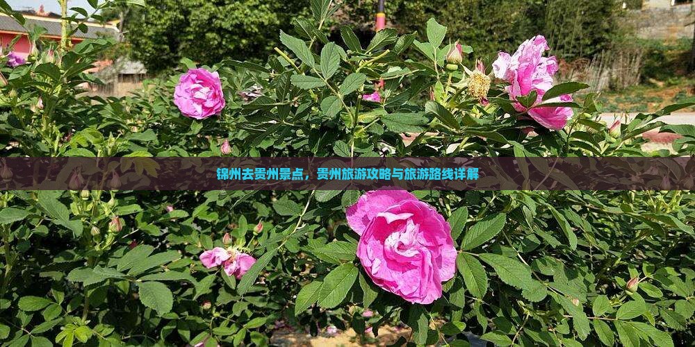 锦州去贵州景点
